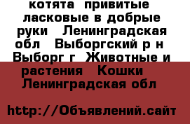 котята, привитые, ласковые в добрые руки - Ленинградская обл., Выборгский р-н, Выборг г. Животные и растения » Кошки   . Ленинградская обл.